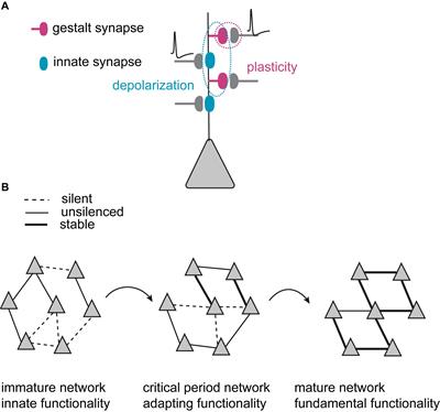 Silent Synapse-Based Mechanisms of Critical Period Plasticity